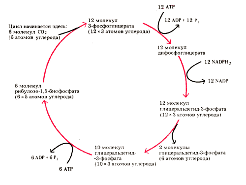 цикл Кальвина